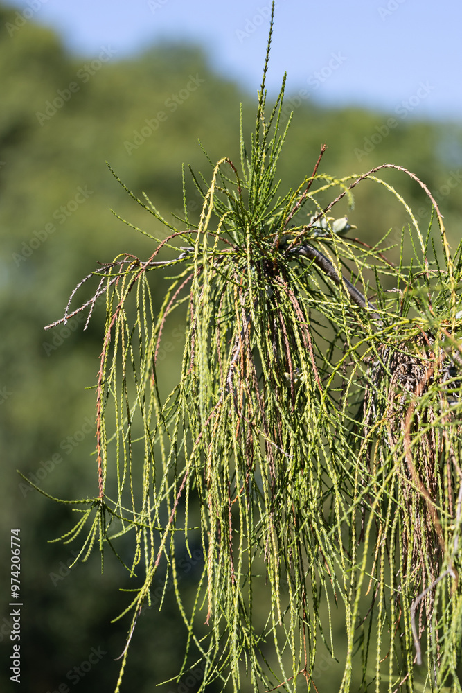 Western Red Cedar Shrub. Western Arborvitae. Arborvitae