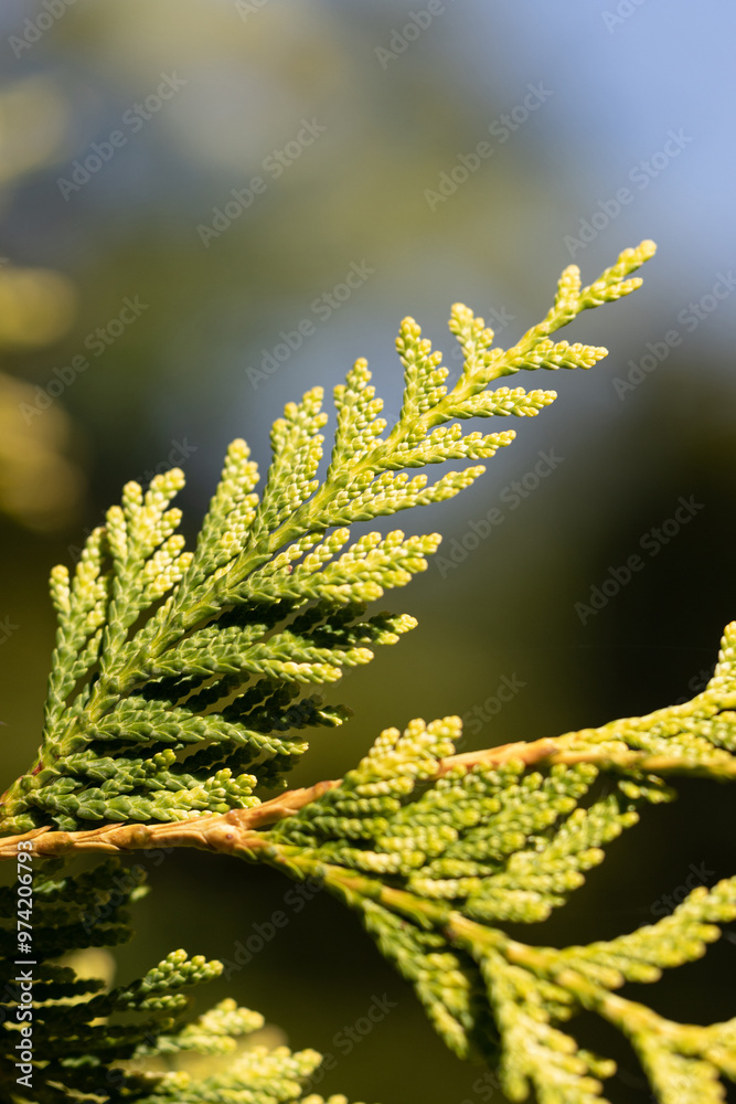 Stoneham Gold Western Red Cedar. Thuja Plicata