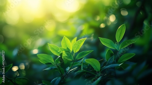 Green foliage illuminated by soft sunlight,