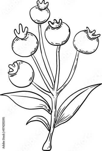 sketch rowanberry