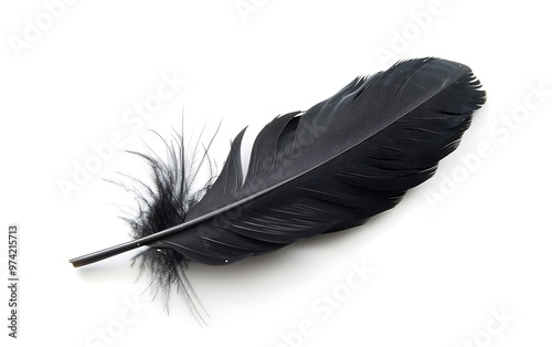 feather of a bird on a white background close-up macro