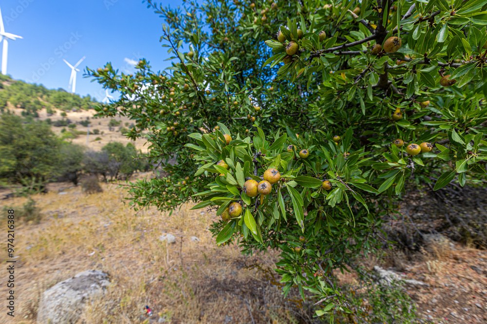 Wild Pear (Pyrus elaeagrifolia L.) tree. The wild pear plant is a wild pear that grows spontaneously in nature. It is also known as wild pear in society.
