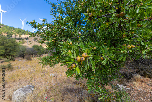 Obraz na płótnie Wild Pear (Pyrus elaeagrifolia L.) tree. The wild pear plant is a wild pear that grows spontaneously in nature. It is also known as wild pear in society. w salonie