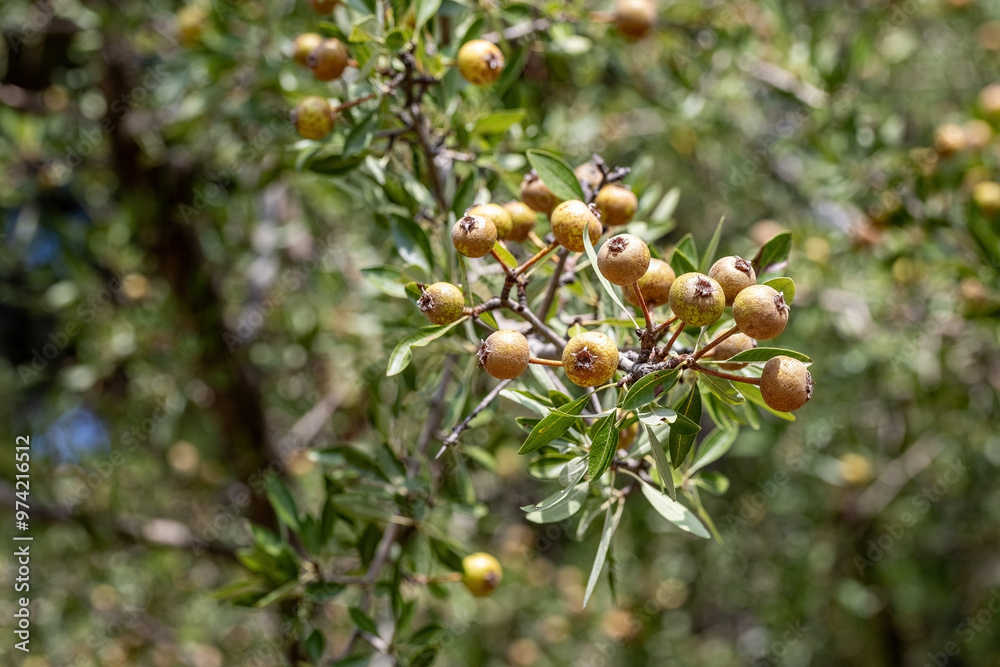 Wild Pear (Pyrus elaeagrifolia L.) tree. The wild pear plant is a wild pear that grows spontaneously in nature. It is also known as wild pear in society.