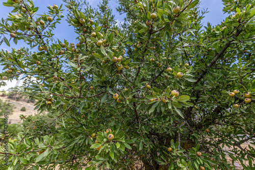 Obraz na płótnie Wild Pear (Pyrus elaeagrifolia L.) tree. The wild pear plant is a wild pear that grows spontaneously in nature. It is also known as wild pear in society. w salonie