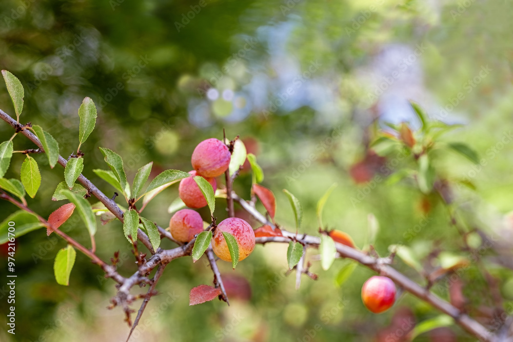Wild Prunus cerasifera cherry plum tree in Izmir Yamanlara Mountain, myrobalan plum branches full of ripening fruit. Wild Prunus cerasifera cherry plum tree in Izmir Yamanlara Mountain, myrobalan plum branches full of ripening fruit.