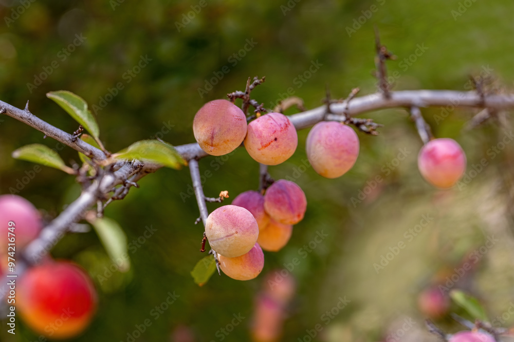 Wild Prunus cerasifera cherry plum tree in Izmir Yamanlara Mountain, myrobalan plum branches full of ripening fruit.