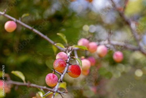 Wild Prunus cerasifera cherry plum tree in Izmir Yamanlara Mountain, myrobalan plum branches full of ripening fruit. photo