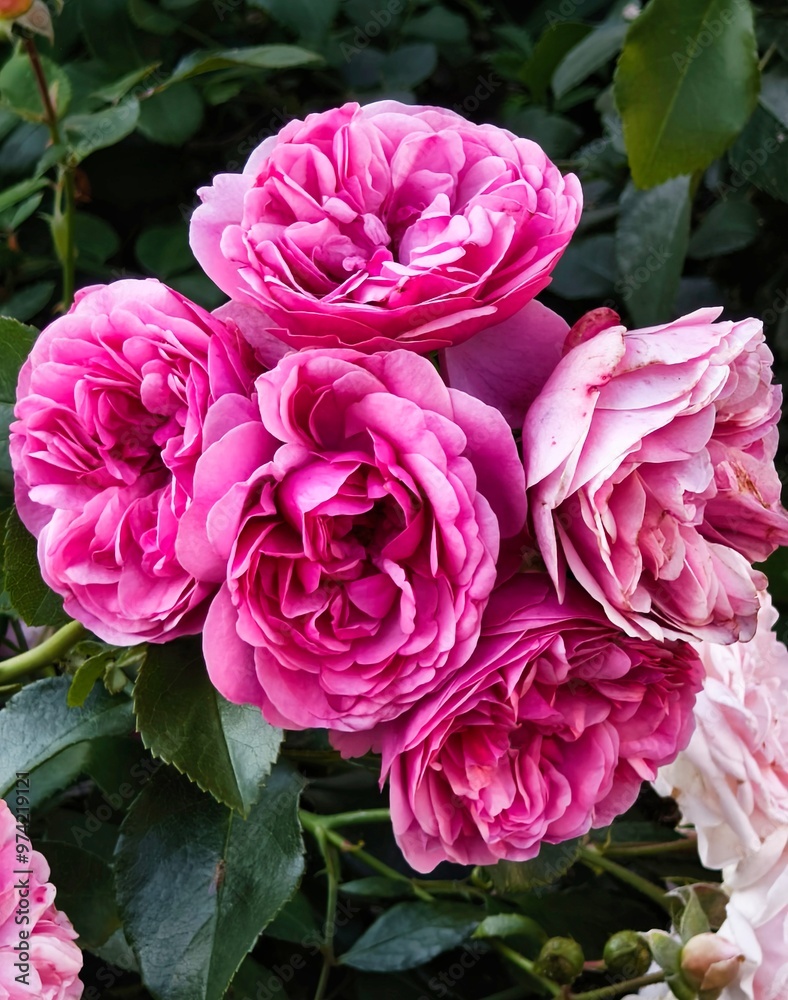 A bunch of pink roses blooming in the garden A bunch of pink roses blooming in the garden