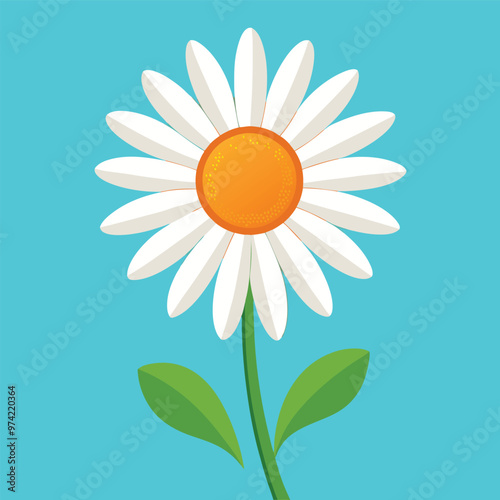 daisie camomile on a blue background