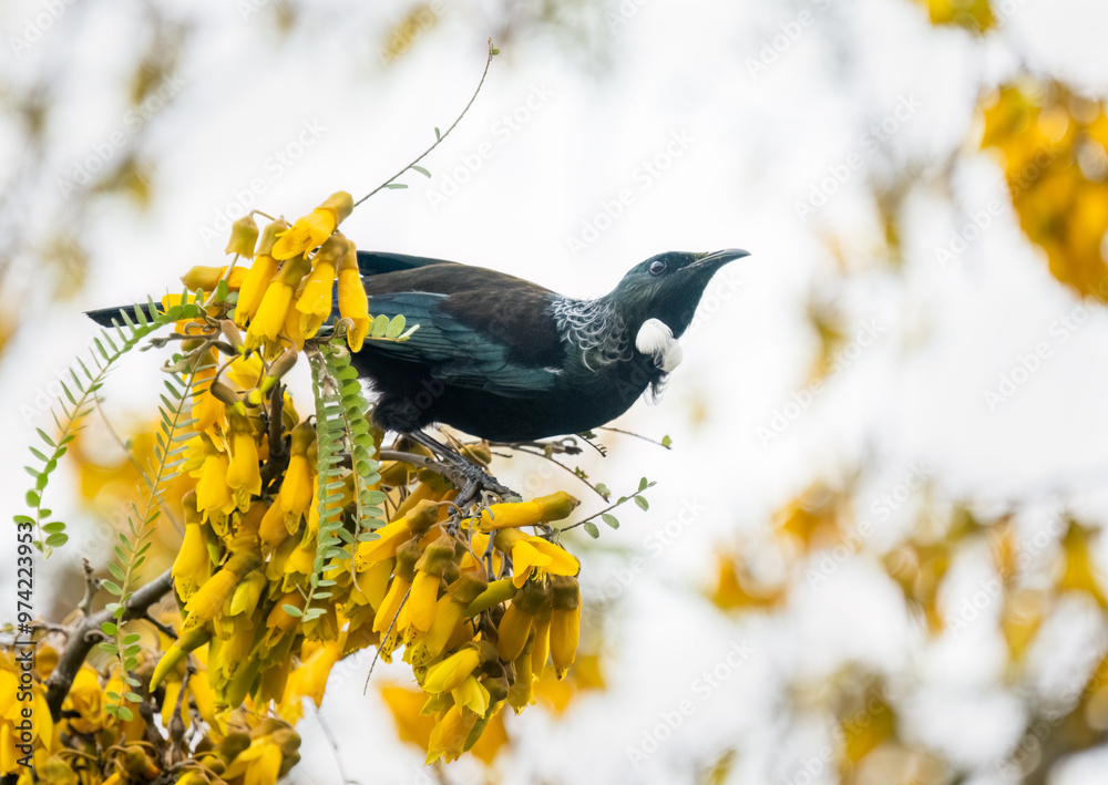 Tui bird perched on top of the Kowhai branch full of yellow flowers. Auckland.