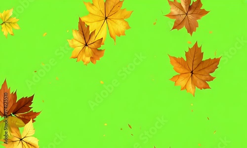 Gently falling autumn leaves on a green background create a perfect visual effect for seasonal chroma key video editing photo