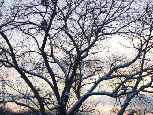 Kahles Baumgeäst im Winter photo