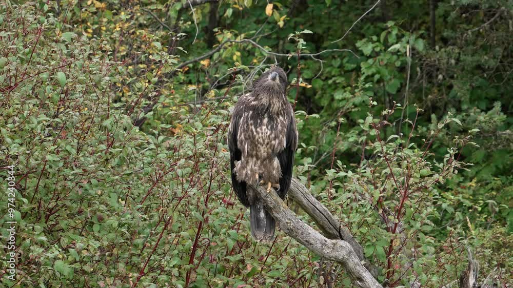 Juvenile Bald Eagle perched on a branch watching other birds fly in the Idaho wilderness.