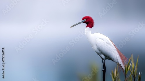  A white bird with a red head and a long neck stands atop a grassy field, beneath a cloud-specked sky photo