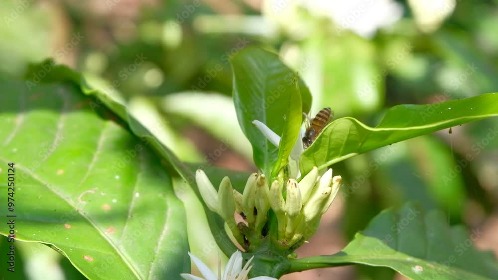 Robusta coffee flowers are visited by insects, honey bees,pollination, coffee, robusta,coffee pollination Robusta coffee flowers are visited by insects, honey bees,pollination, coffee, robusta,coffee pollination