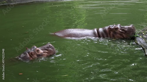 hippopotamus in water Open mouth to eat, Safari wild animal footage zoo