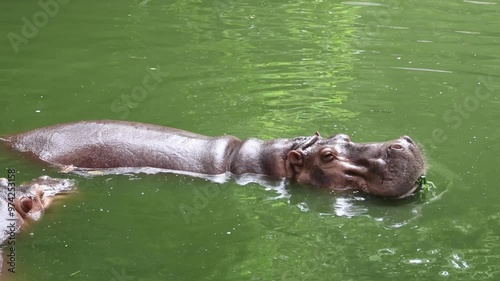 hippopotamus swimming in water 
Open mouth slow motion video, Safari wild animal footage zoo