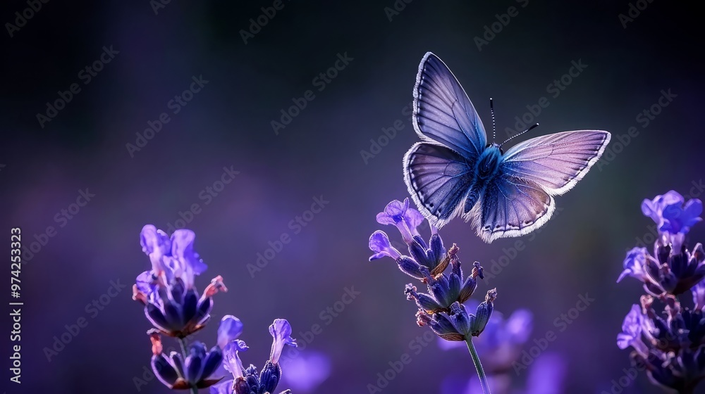 A blue butterfly atop a purple flower, amidst a field filled with similar blooms in the foreground A blue butterfly atop a purple flower, amidst a field filled with similar blooms in the foreground