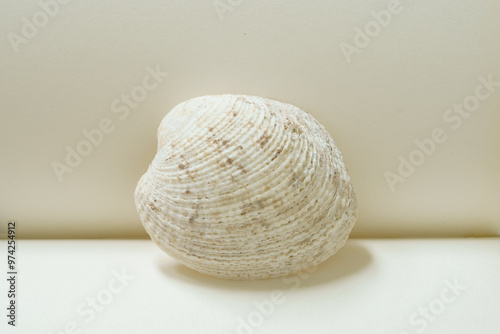 White sea shell conch on a clean background