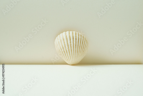 White sea shell on a clean background