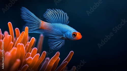  A blue-orange fish in close proximity to an orange-white sea anemone against a black backdrop photo