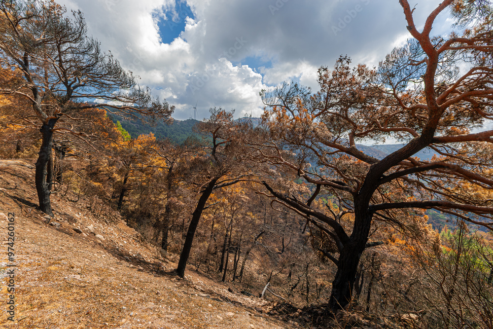 The situation after the forest fire in Izmir-Yamanlar Mountain on August 17, 2024.