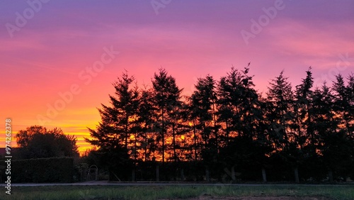 Unique view of the sky, trees and sunset. 