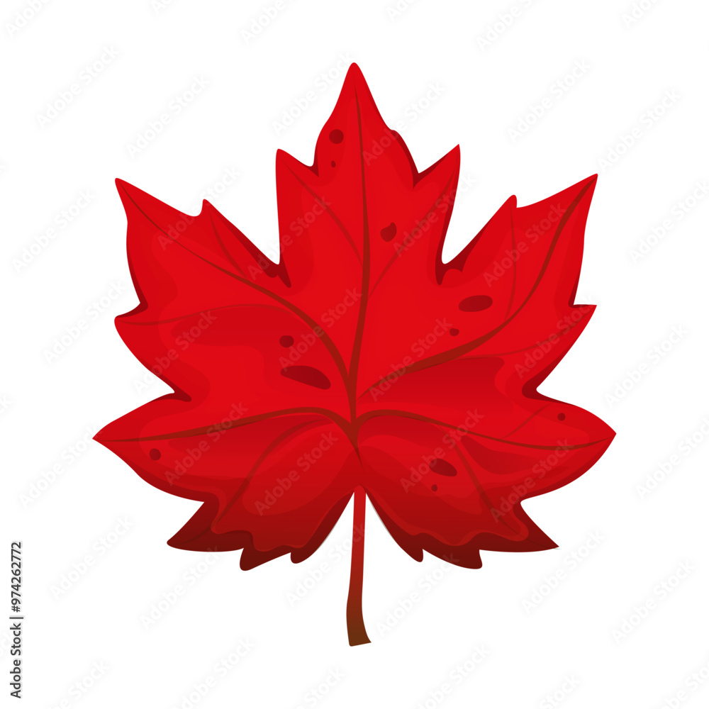 Beautiful red maple leaf on isolated white background. Autumn leaf. Leaf cartoon. Vector illustration. Beautiful red maple leaf on isolated white background. Autumn leaf. Leaf cartoon. Vector illustration.