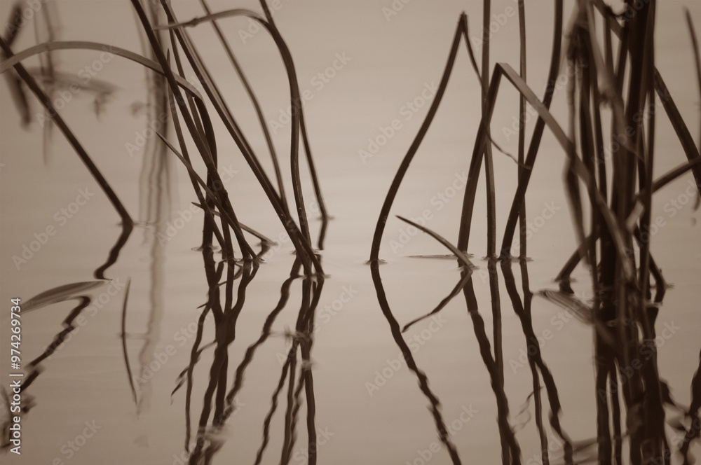 The reeds are reflected in the water. Abstract photo. The reeds are reflected in the water. Abstract photo.