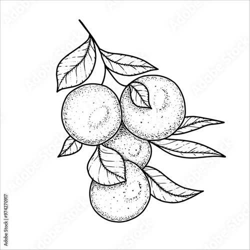 Hand drawn oranges on a branch with leaves. Vector illustration
