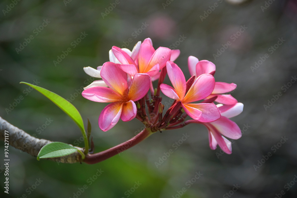 Close up of a cluster Beautiful Pink plumeria flowers in the garden. Pink frangipani flowers on the tree. Selective Focus Close up of a cluster Beautiful Pink plumeria flowers in the garden. Pink frangipani flowers on the tree. Selective Focus