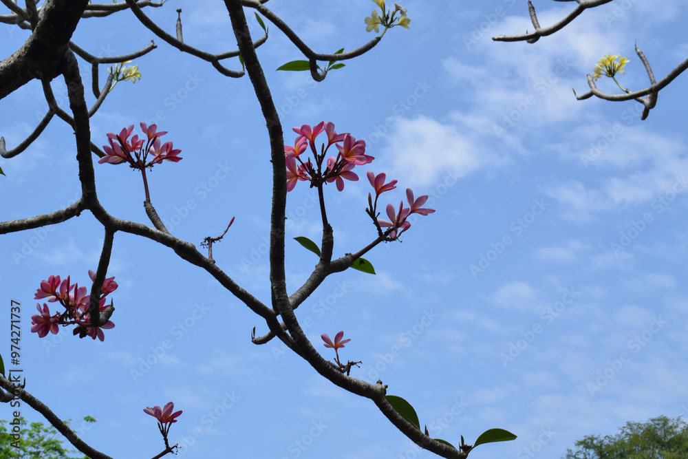 Close up of a cluster Beautiful Pink plumeria flowers in the garden. Pink frangipani flowers on the tree. Selective Focus Close up of a cluster Beautiful Pink plumeria flowers in the garden. Pink frangipani flowers on the tree. Selective Focus