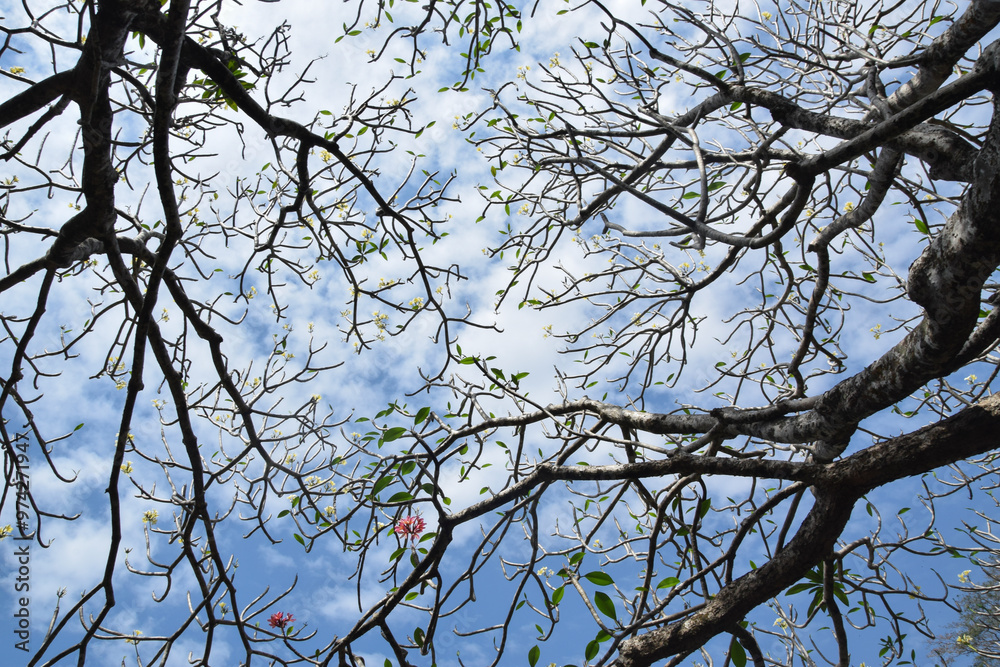 Tree of Beautiful Pink plumeria flowers in the garden with blue sky background. Pink frangipani flowers on the tree. Low angle view Tree of Beautiful Pink plumeria flowers in the garden with blue sky background. Pink frangipani flowers on the tree. Low angle view