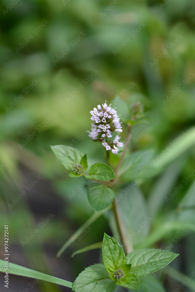 Peppermint flower Peppermint flower