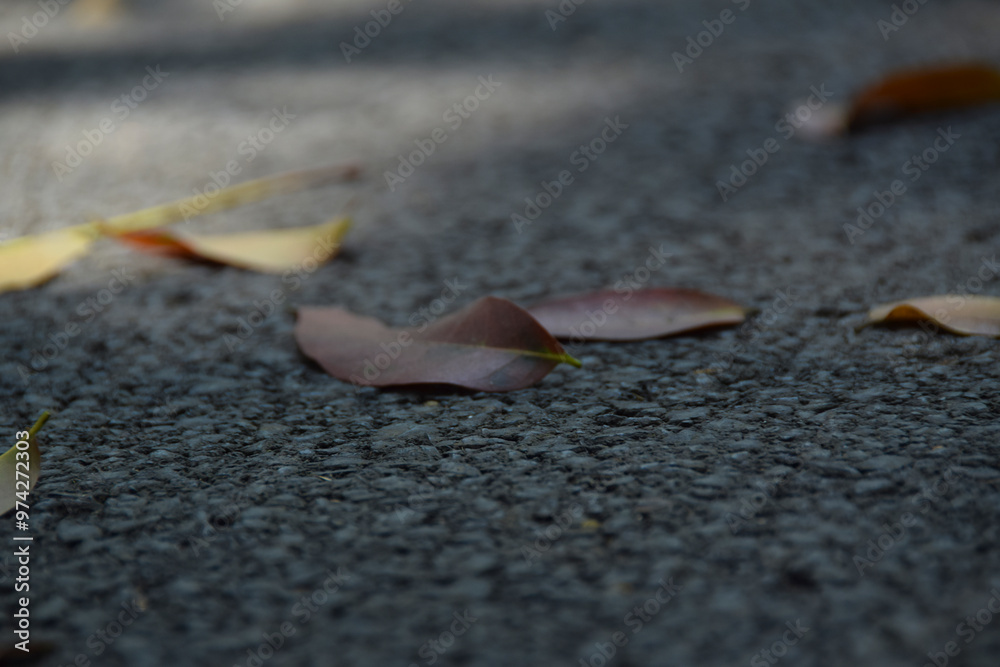 Close up Yellow leaves on asphalt. colorful leaves falling on the road. Autumn background. Selective Focus Close up Yellow leaves on asphalt. colorful leaves falling on the road. Autumn background. Selective Focus