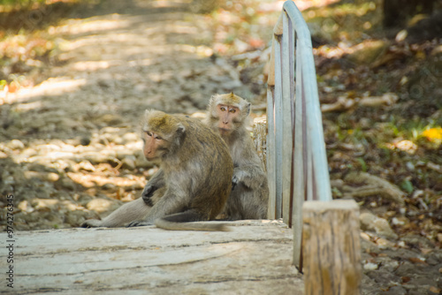 Macaca fascicularis (long-tailed monkey). Close up detail of long tailed monkey. Monkeys roam the national park photo