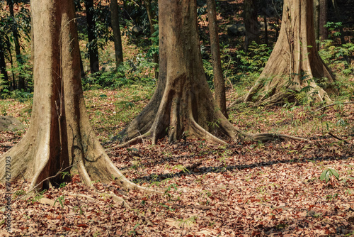 View of the old tree with roots in the forest