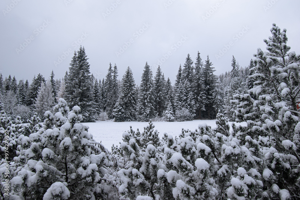 Obraz premium magic scenic romantic winterland background