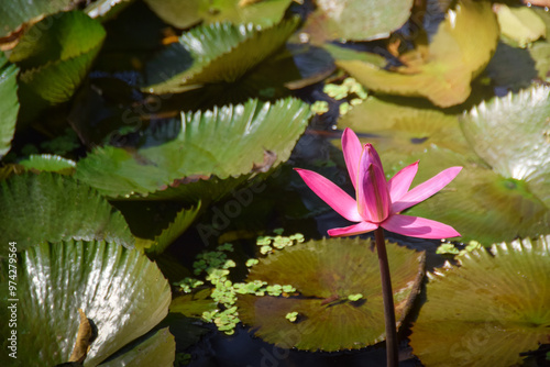 The Lotus in the Summer Lotus Pond. Lotus flower (Nelumbo, Nelumbo nucifera, Nelumbo komarovii). photo