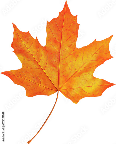 Jesienny pomarańczowo-żółty liść klonu na transparentnym tle.