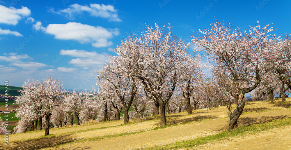 spring view of a blossoming pink almond orchard spring view of a blossoming pink almond orchard