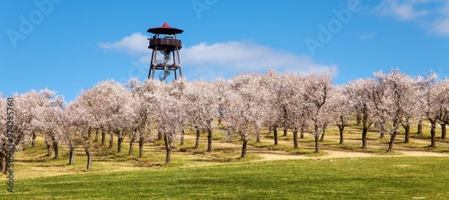 spring view of a blossoming pink almond orchard photo