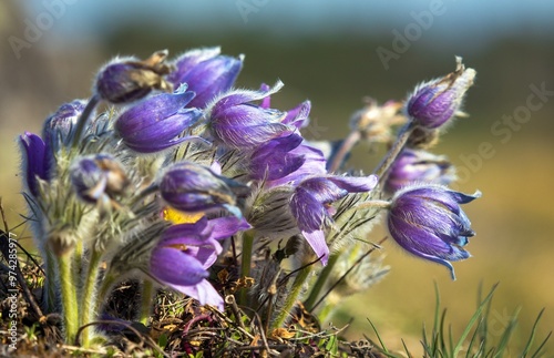 Pasqueflower greater pasqueflowers pulsatilla grandis photo