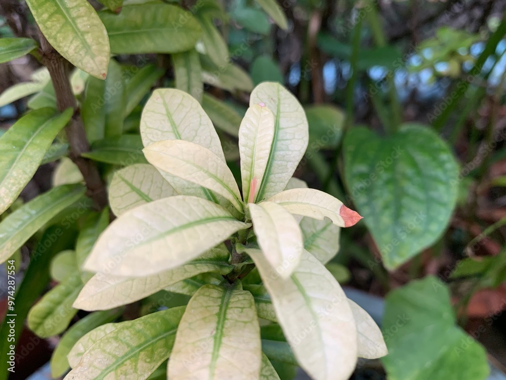 leaves in the garden, light green leaves morning light, light green leaves, Ixora chinensis Lamk., Ixora spp., RUBIACEAE , Zephyranthes, West Indian Jasmine leaves in the garden, light green leaves morning light, light green leaves, Ixora chinensis Lamk., Ixora spp., RUBIACEAE , Zephyranthes, West Indian Jasmine