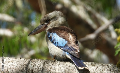 Fotografie kookaburra perched on a branch