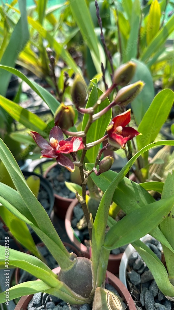 Obraz premium inside an orchid greenhouse with closeups of the plant and flowers. colors and patterns. 