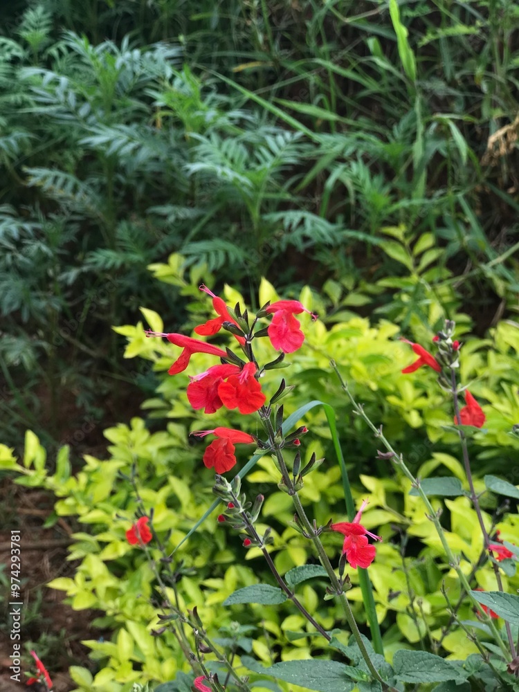 red and yellow flowers red and yellow flowers