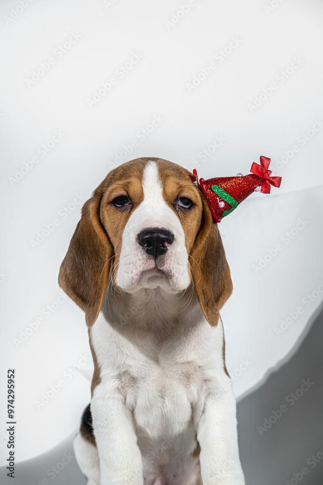 A beagle puppy in a New Year's hat. New Year's puppy on a white, light background. Vertical photo with empty space. A beagle puppy in a New Year's hat. New Year's puppy on a white, light background. Vertical photo with empty space.