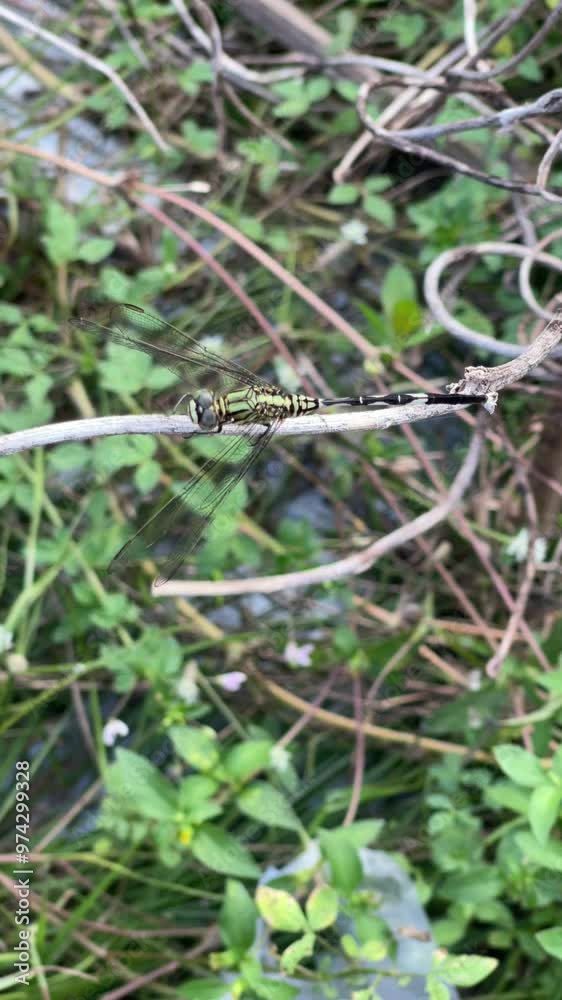 dragonfly on a branch of a green plant dragonfly on a branch of a green plant